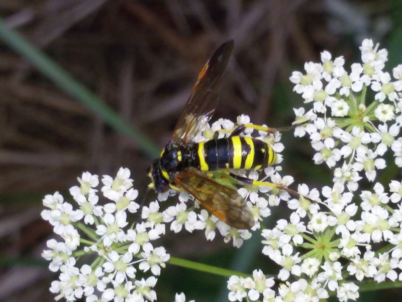 Tenthredo sp., Tenthredinidae